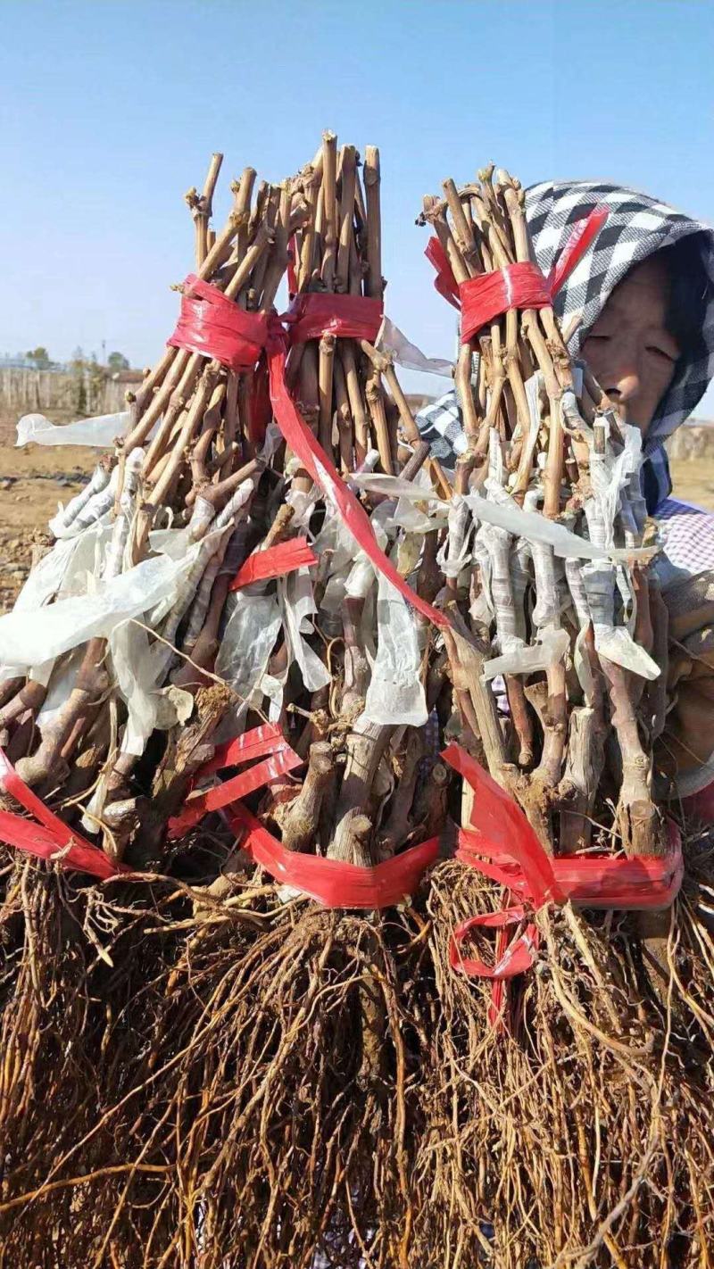【精选】甜蜜蓝宝石葡萄苗优质甜蜜蓝宝石葡萄苗结果早耐储