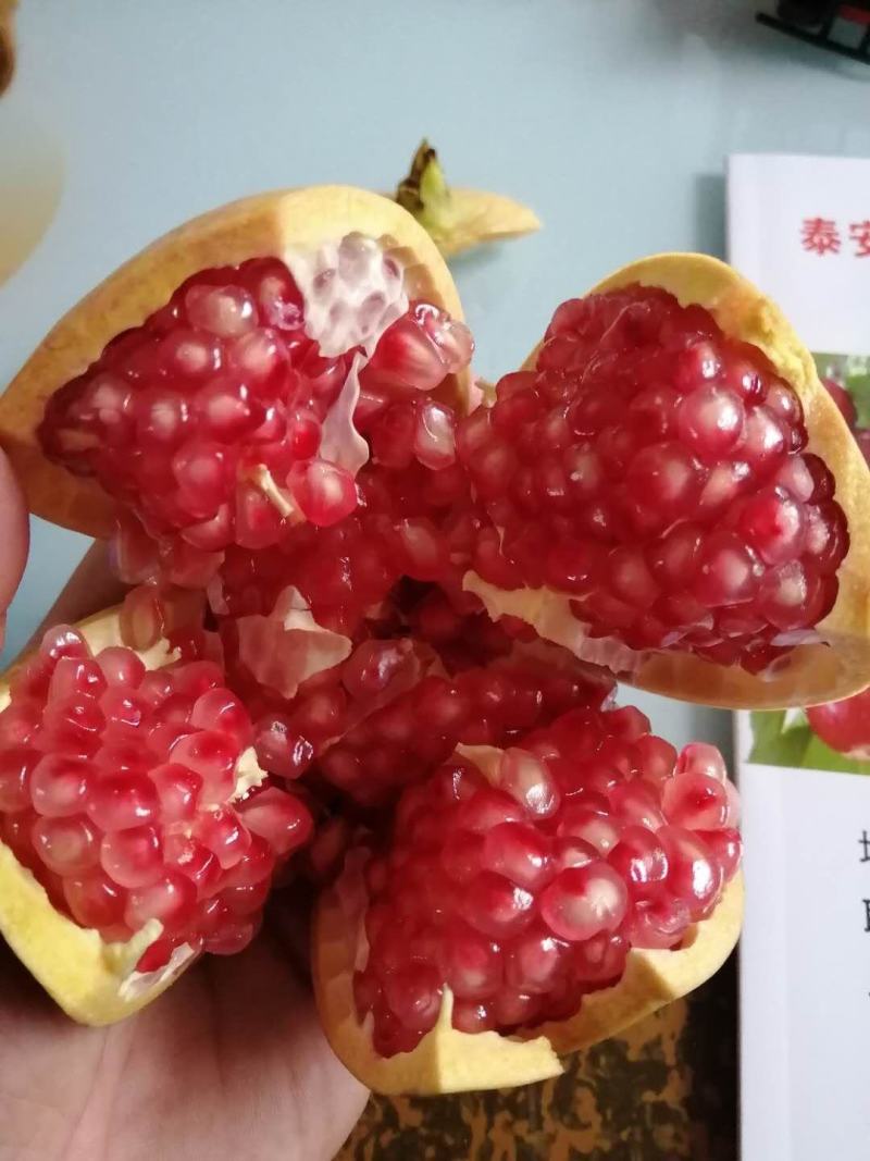【精选】软籽石榴苗甜红石榴苗突尼斯石榴苗根系发达