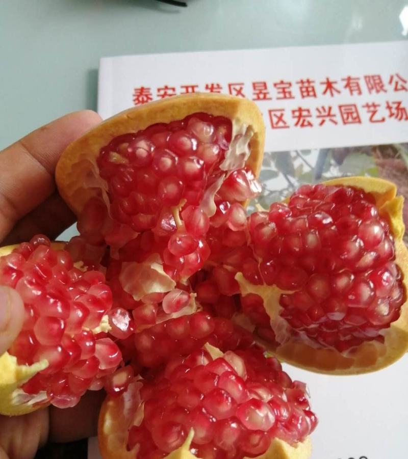 【精选】软籽石榴苗甜红石榴苗突尼斯石榴苗根系发达