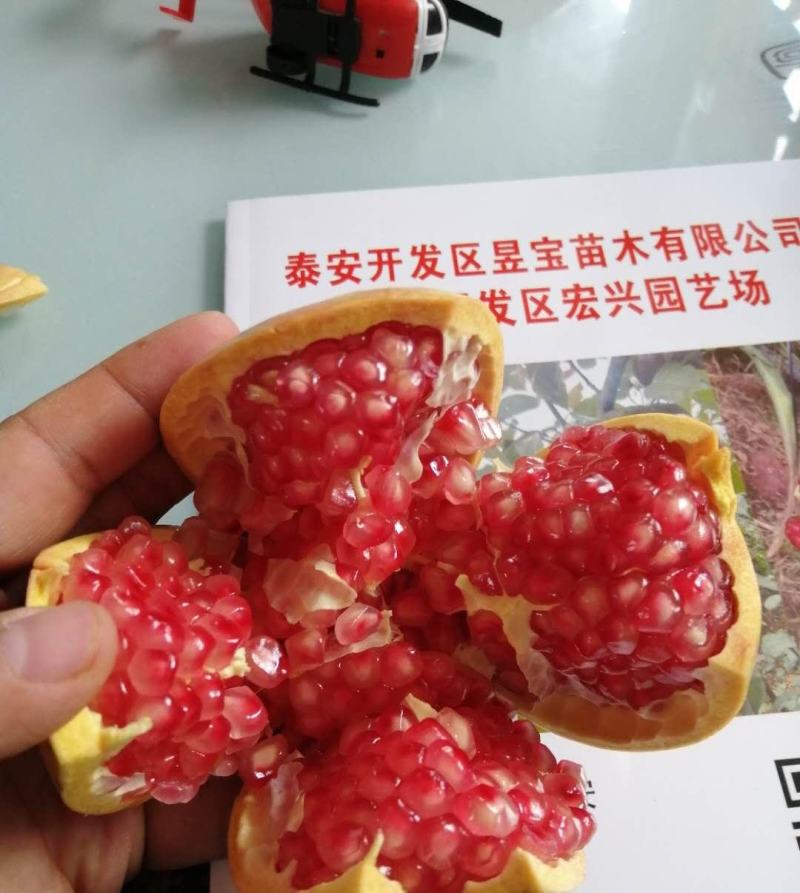 【精选】软籽石榴苗甜红石榴苗突尼斯石榴苗根系发达