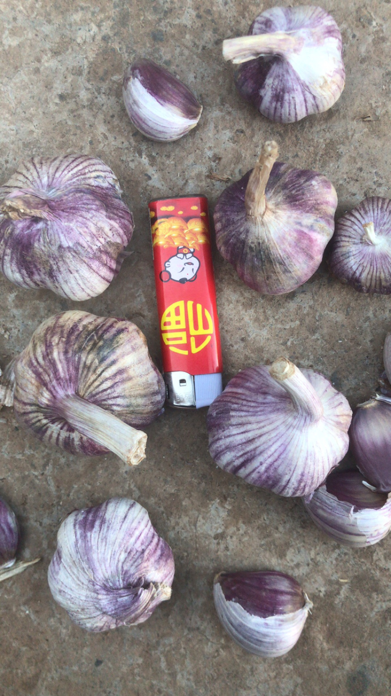 云南红香蒜，多瓣蒜，独头蒜