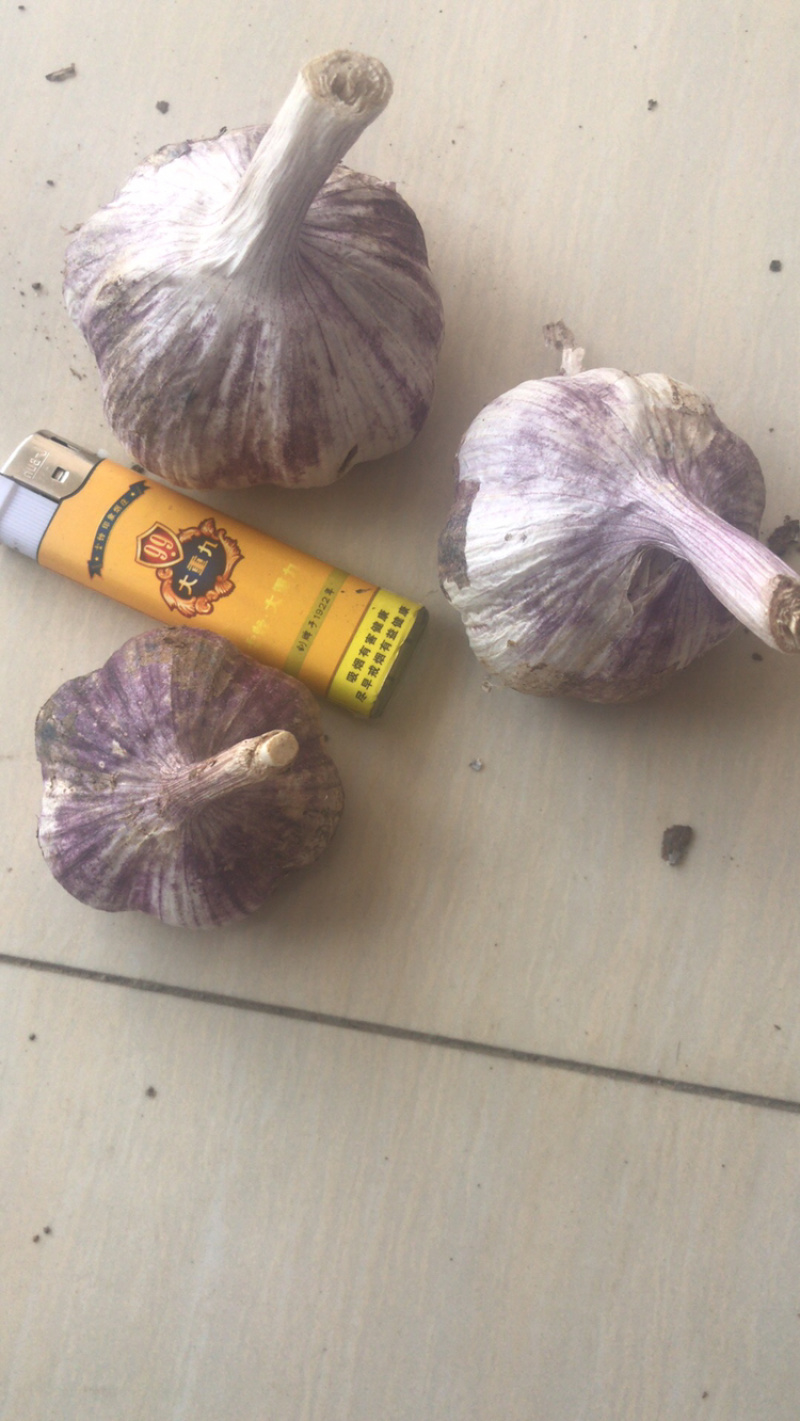 云南红香蒜，多瓣蒜，独头蒜