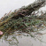 软肝草肝炎草新货铁甲草益肝草支持一件代发