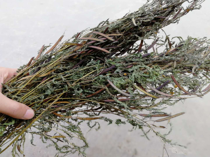 软肝草肝炎草新货铁甲草益肝草支持一件代发