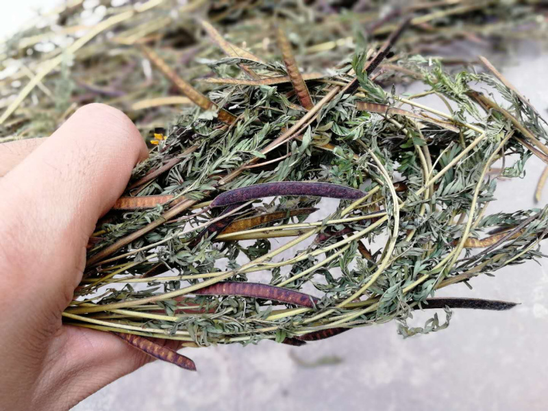 软肝草肝炎草新货铁甲草益肝草支持一件代发