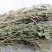 软肝草肝炎草新货铁甲草益肝草支持一件代发