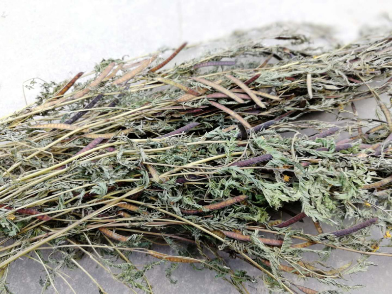 软肝草肝炎草新货铁甲草益肝草支持一件代发