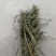 软肝草肝炎草新货铁甲草益肝草支持一件代发