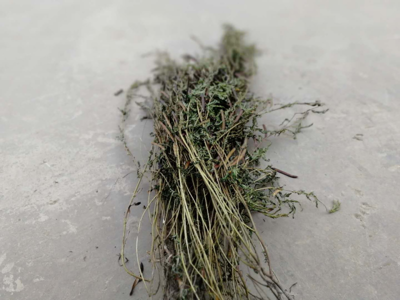 软肝草肝炎草新货铁甲草益肝草支持一件代发