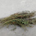 软肝草肝炎草新货铁甲草益肝草支持一件代发