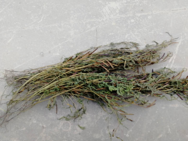 软肝草肝炎草新货铁甲草益肝草支持一件代发