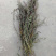 软肝草肝炎草新货铁甲草益肝草支持一件代发