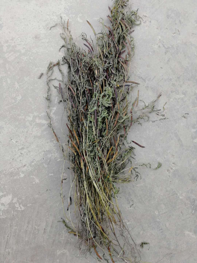 软肝草肝炎草新货铁甲草益肝草支持一件代发