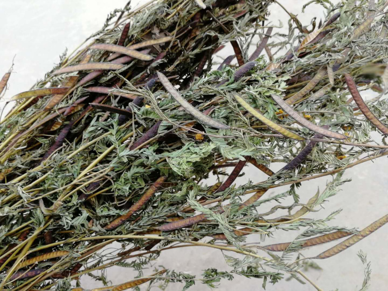 软肝草肝炎草新货铁甲草益肝草支持一件代发