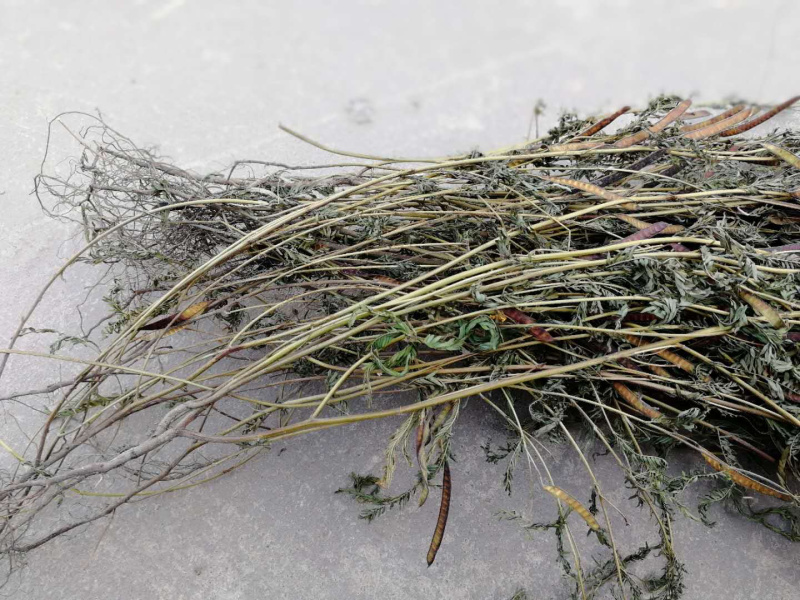 软肝草肝炎草新货铁甲草益肝草支持一件代发