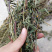 软肝草肝炎草新货铁甲草益肝草支持一件代发