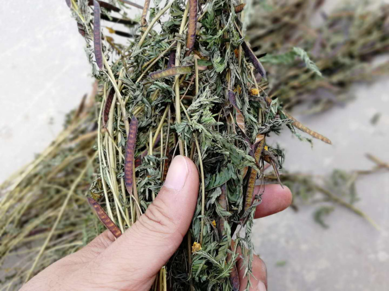 软肝草肝炎草新货铁甲草益肝草支持一件代发