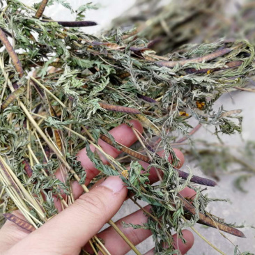 软肝草肝炎草新货铁甲草益肝草支持一件代发