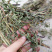 软肝草肝炎草新货铁甲草益肝草支持一件代发