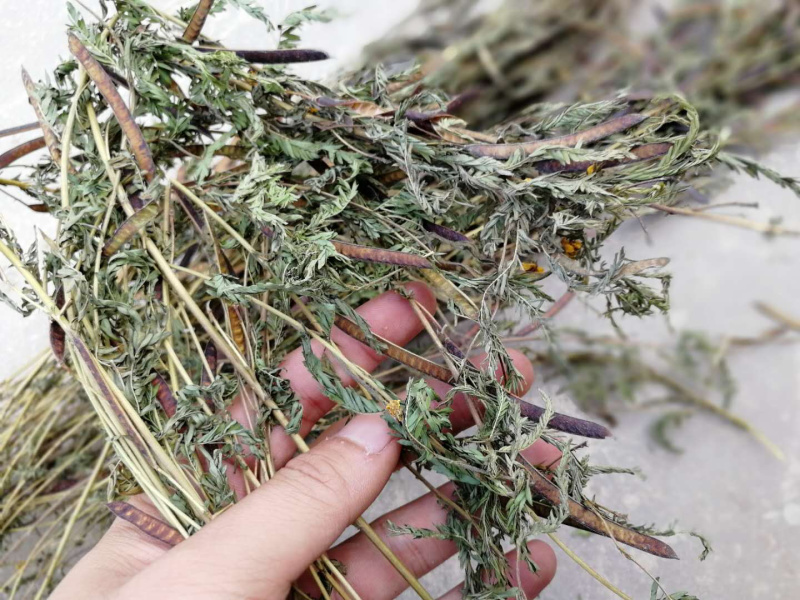 软肝草肝炎草新货铁甲草益肝草支持一件代发