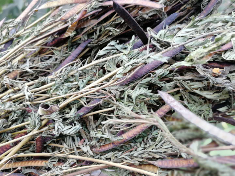 软肝草肝炎草新货铁甲草益肝草支持一件代发