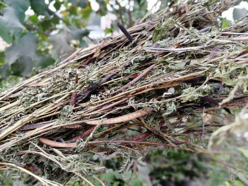 软肝草肝炎草新货铁甲草益肝草支持一件代发