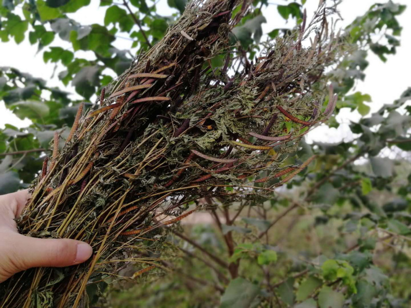 软肝草肝炎草新货铁甲草益肝草支持一件代发