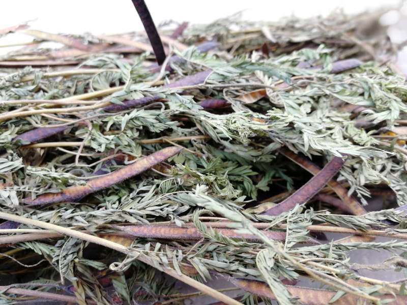软肝草肝炎草新货铁甲草益肝草支持一件代发