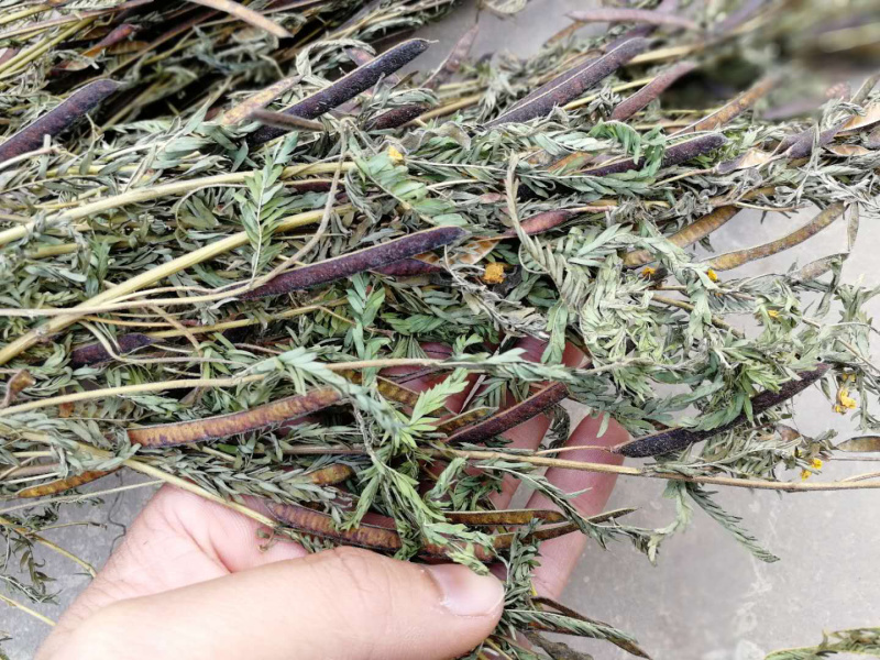 软肝草肝炎草新货铁甲草益肝草支持一件代发