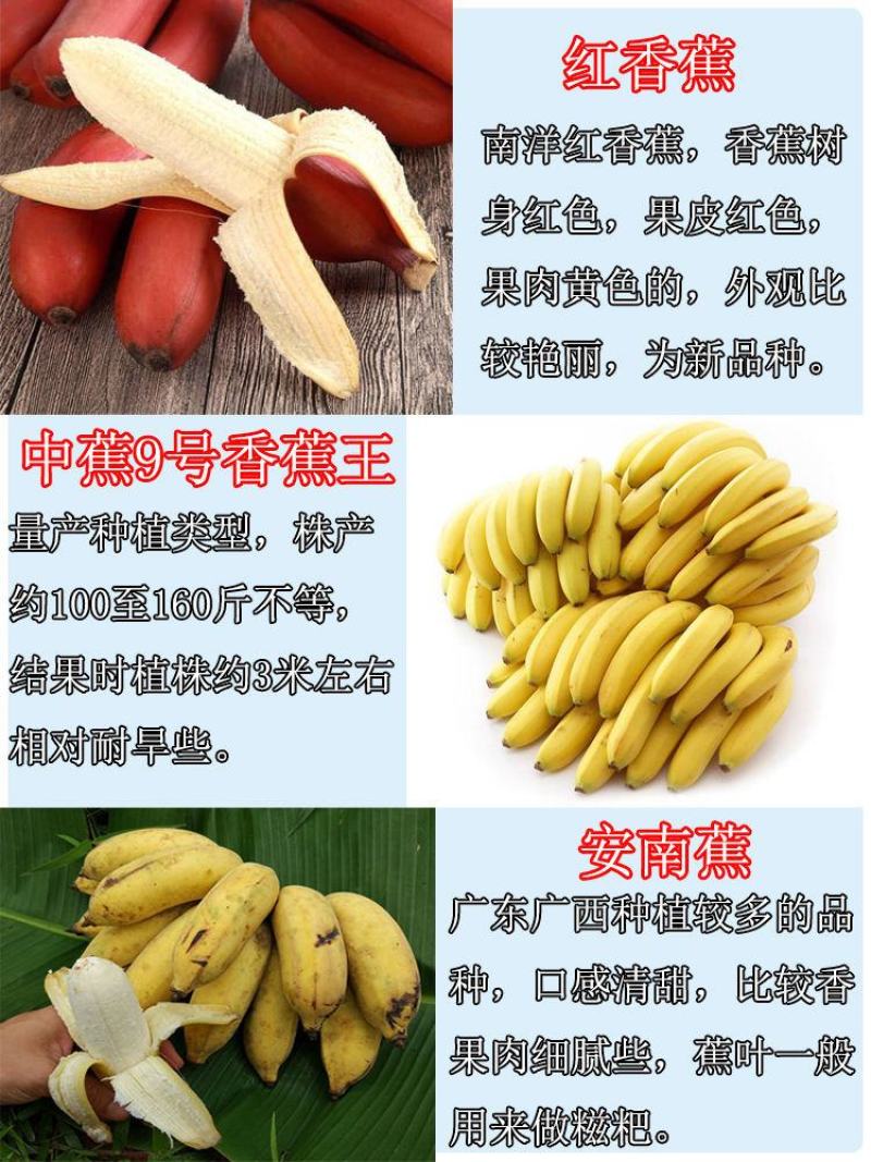 广西香蕉苗，组培苗，脱毒苗，无病害，基地供货成活有保证