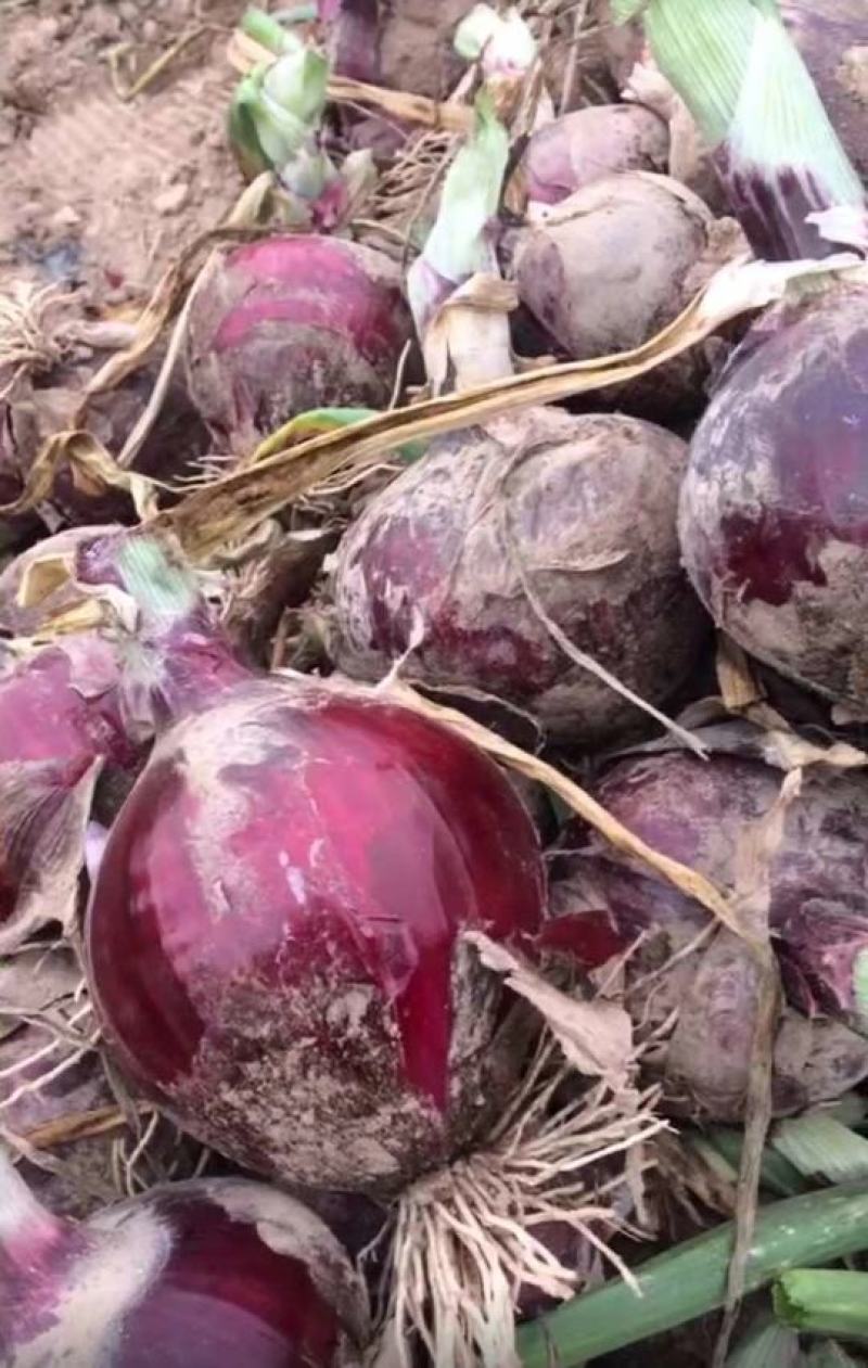 甘肃紫皮洋葱红皮洋葱大量供应中对接市场可对接电商