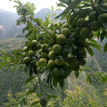 汶川青脆李，羌脆李。我是代办有专业的团队
