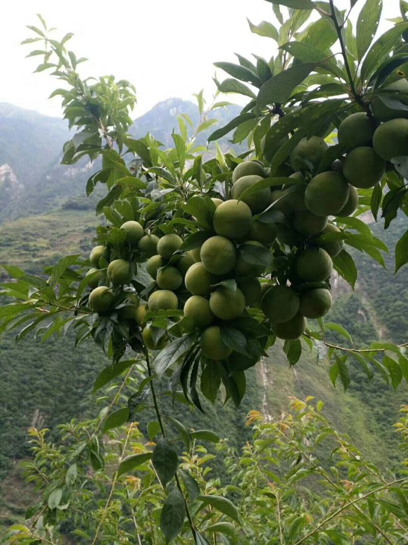 汶川青脆李，羌脆李。我是代办有专业的团队