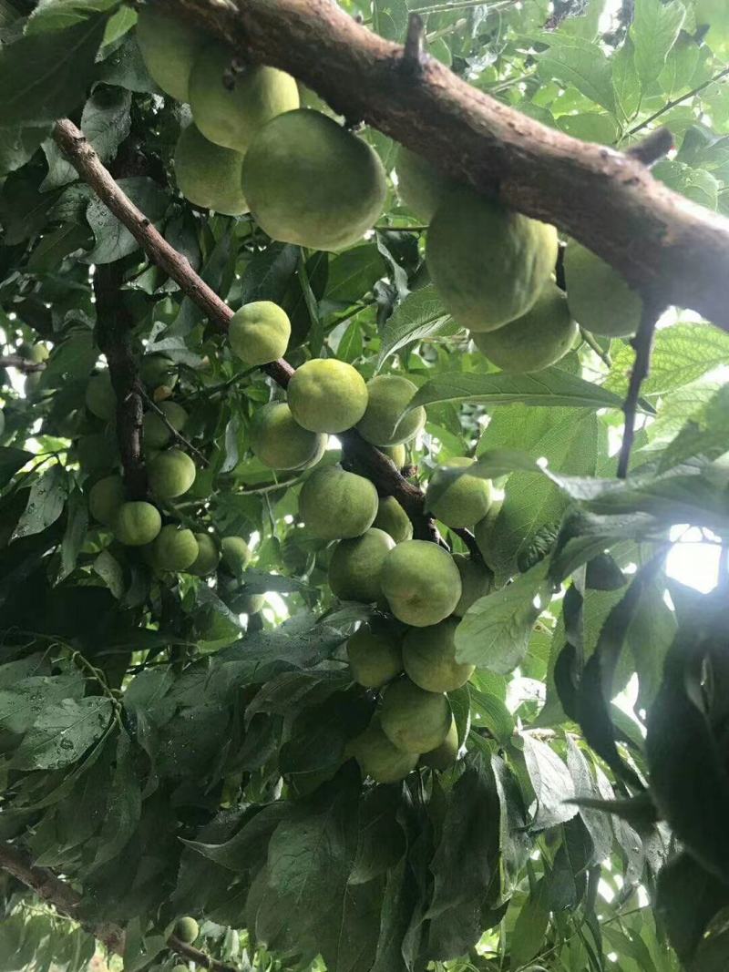 汶川青脆李，羌脆李。我是代办有专业的团队