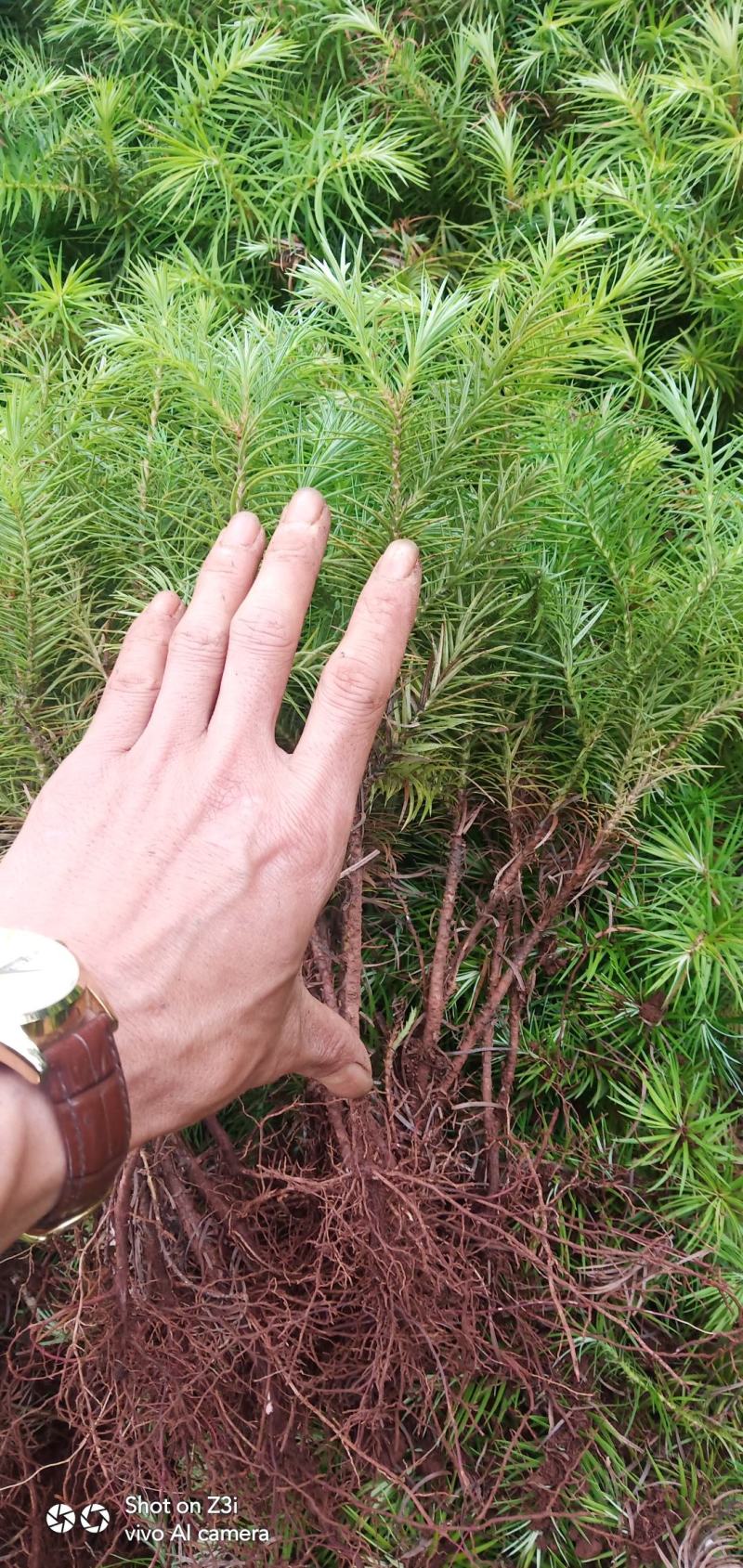 自家苗圃培育杉木苗无中介