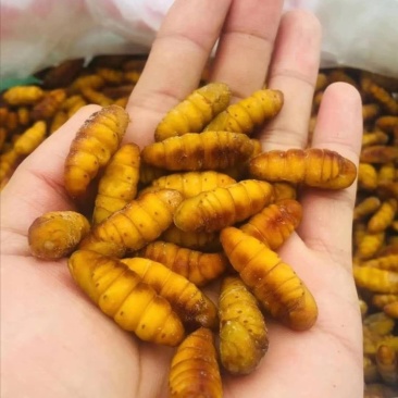 蚕蛹，大化新鲜货，味道oK，2021年新货