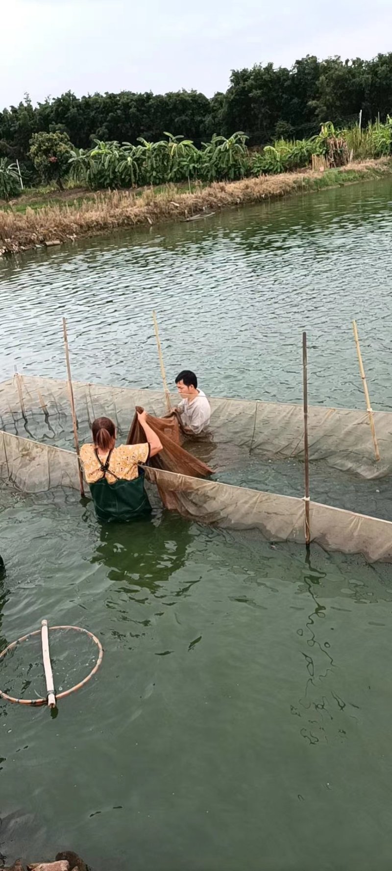 罗非苗水花，吉富罗非鱼苗，海南罗非鱼苗，苏丹红罗非鱼