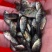 罗非苗水花，吉富罗非鱼苗，海南罗非鱼苗，苏丹红罗非鱼