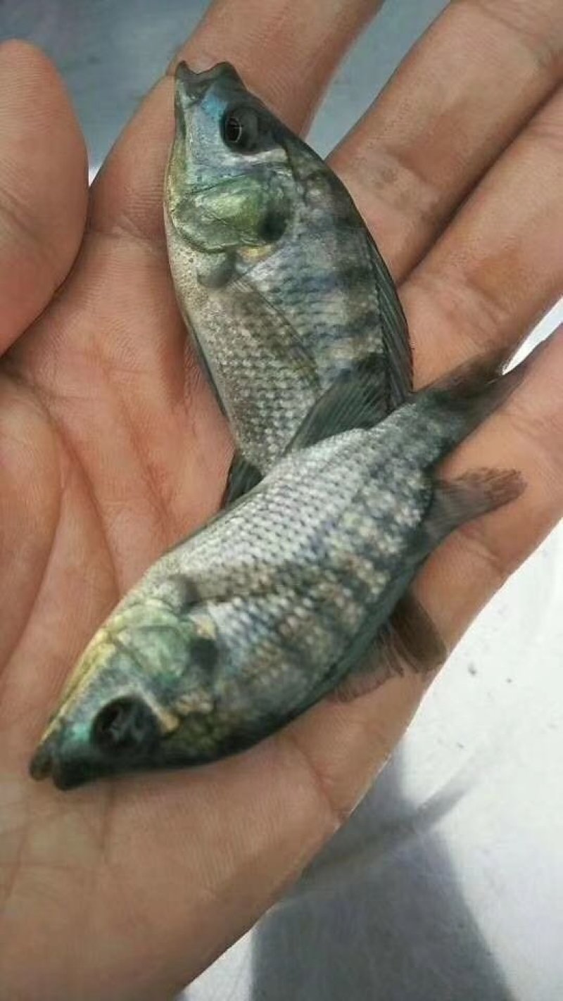 罗非苗水花，吉富罗非鱼苗，海南罗非鱼苗，苏丹红罗非鱼