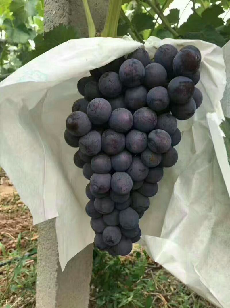 户太葡萄价格户太葡萄批发户太葡萄基地户太葡萄产地