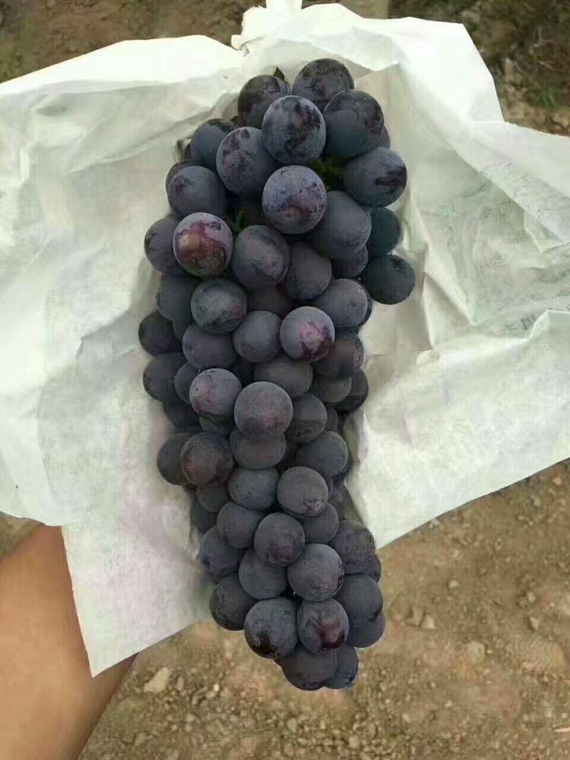 户太葡萄价格户太葡萄批发户太葡萄基地户太葡萄产地