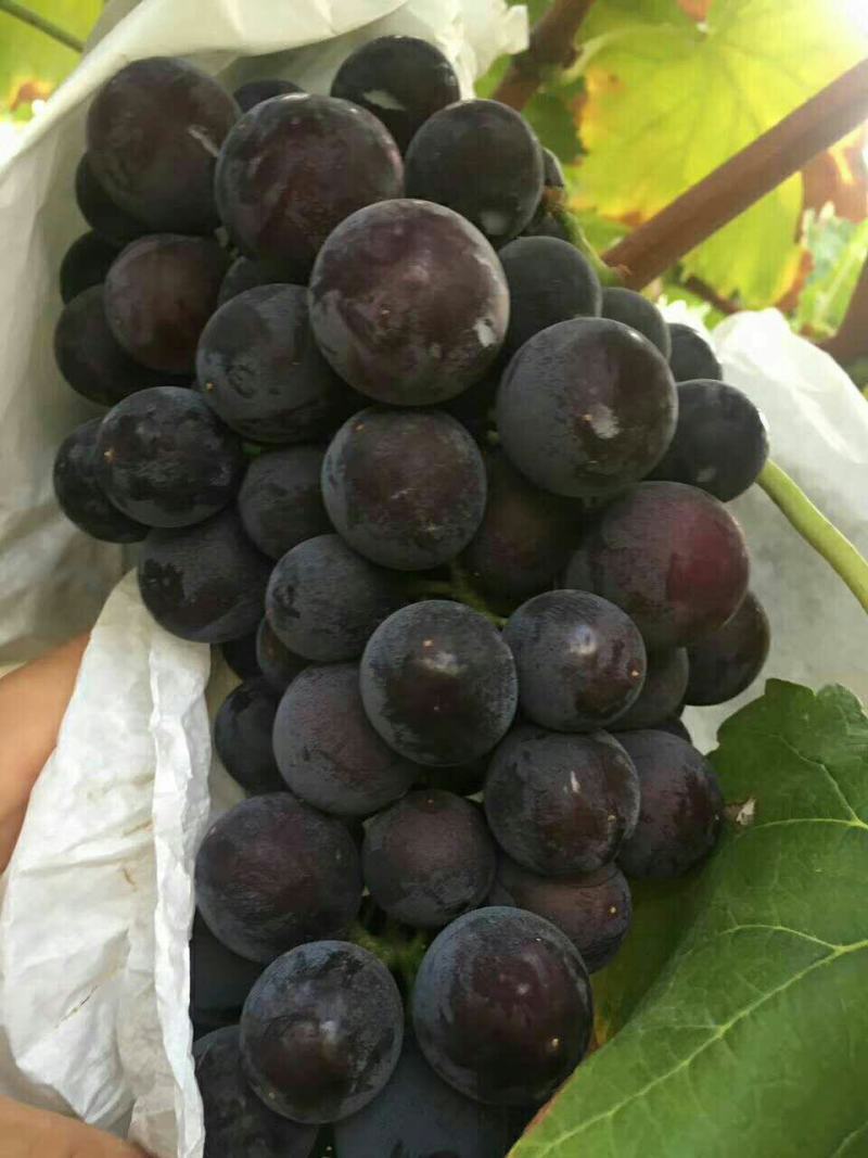 户太葡萄价格户太葡萄批发户太葡萄基地户太葡萄产地
