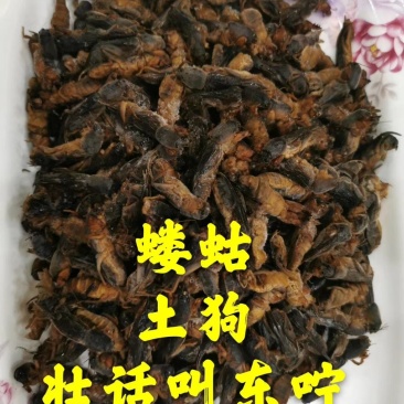 蝼蛄，中药材，新鲜货，