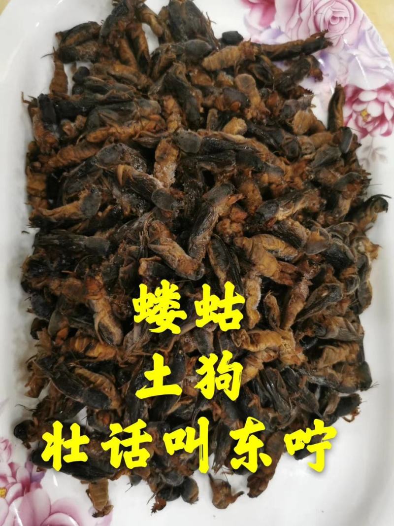 蝼蛄，中药材，新鲜货，
