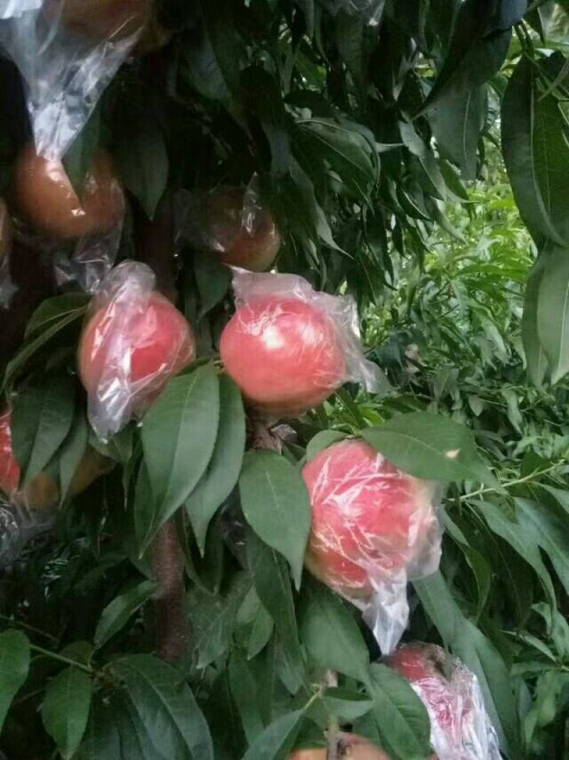 毛桃价格毛桃批发毛桃产地毛桃基地