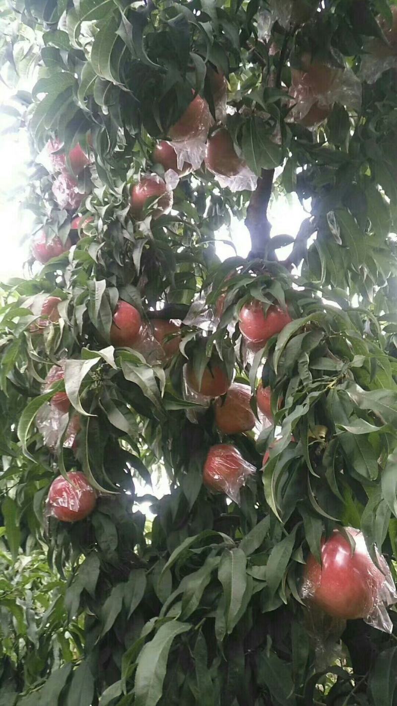 毛桃价格毛桃批发毛桃产地毛桃基地