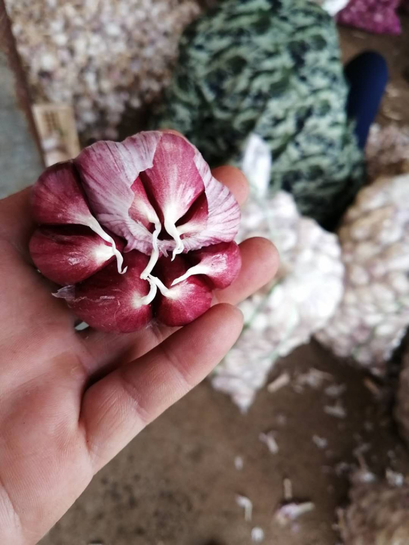 云南红香蒜，红七星，4～6瓣