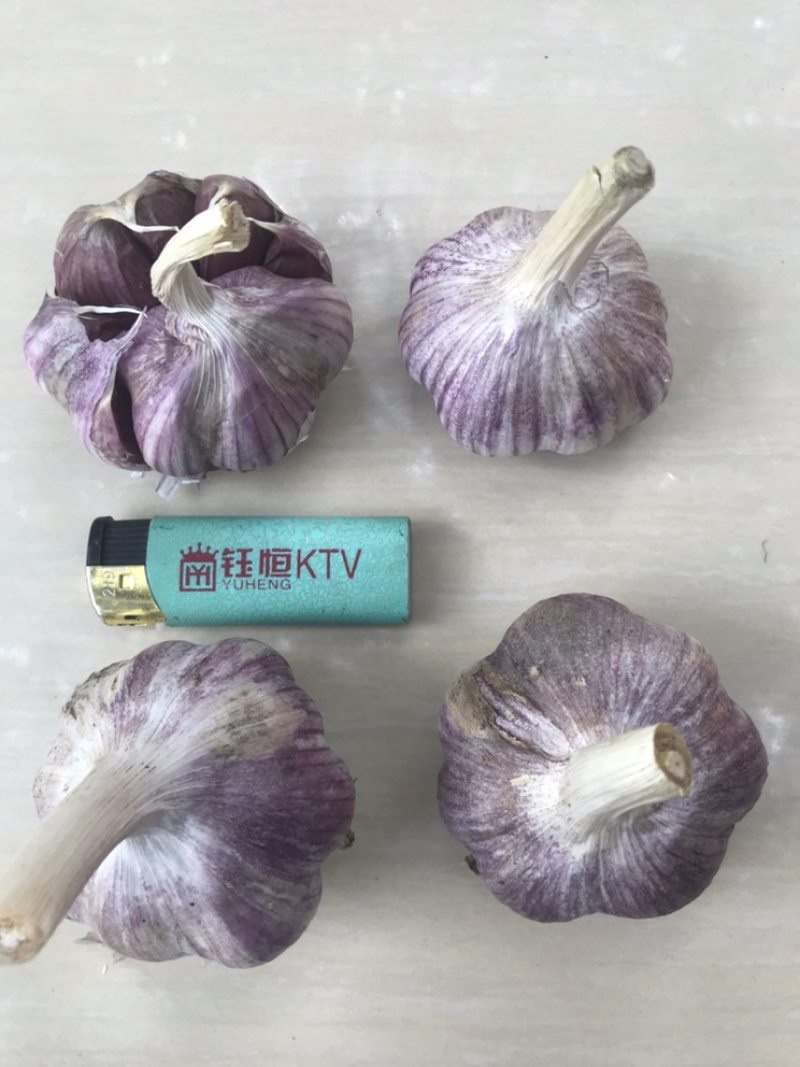云南红香蒜，红七星，4～6瓣
