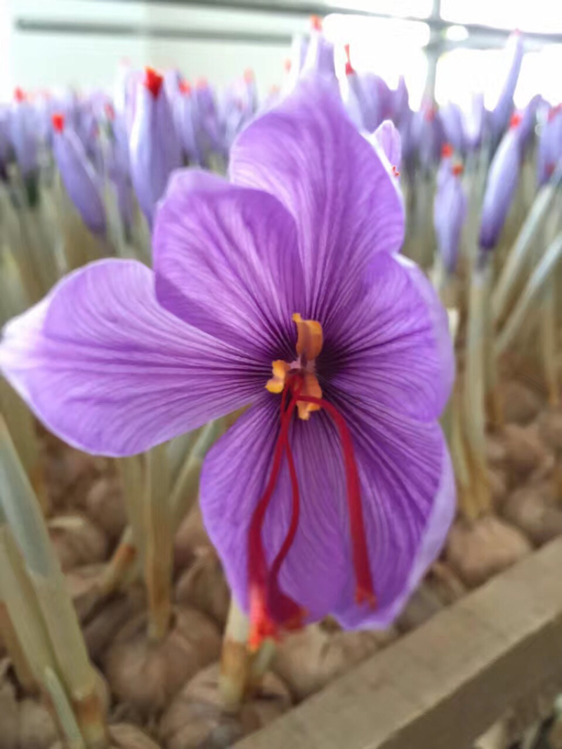 优质藏红花种球（番红花）。出花率高、品种纯正，得到好评