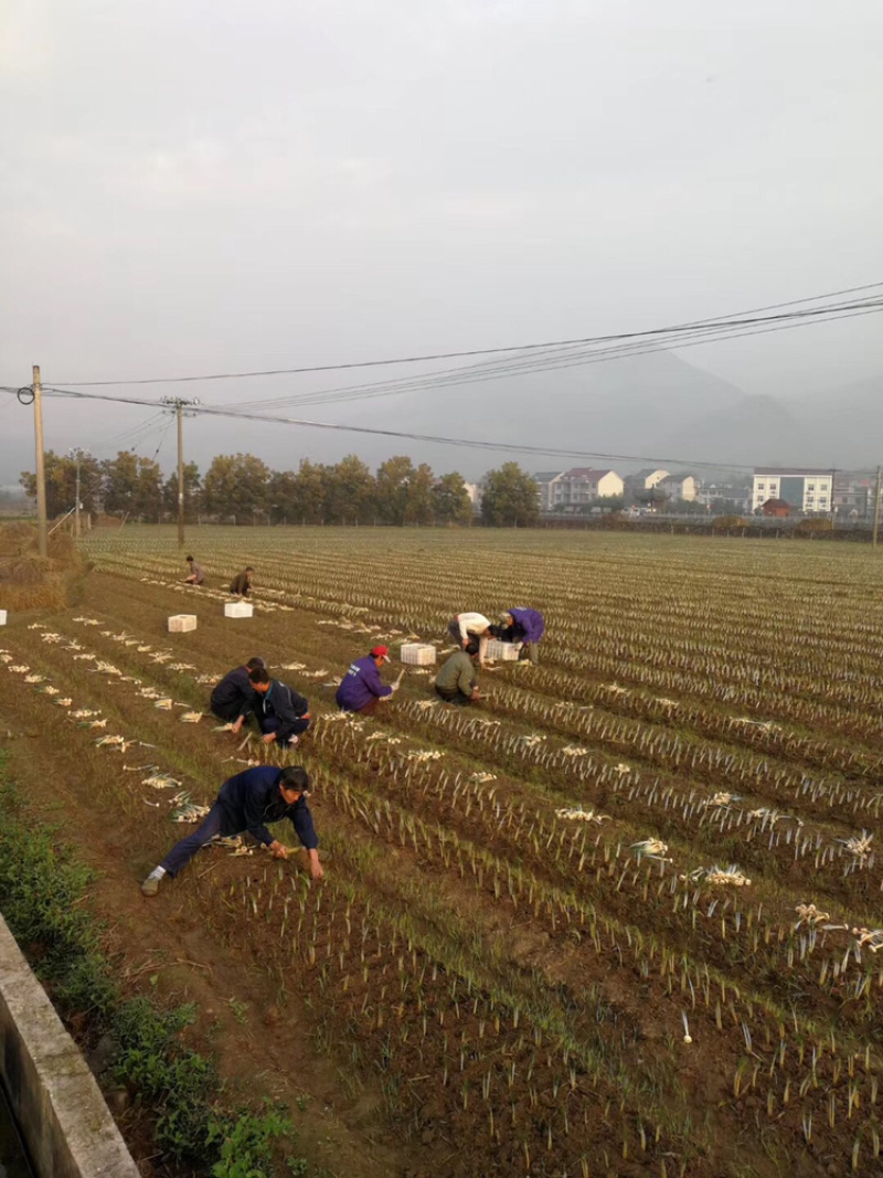 优质藏红花种球（番红花）。出花率高、品种纯正，得到好评